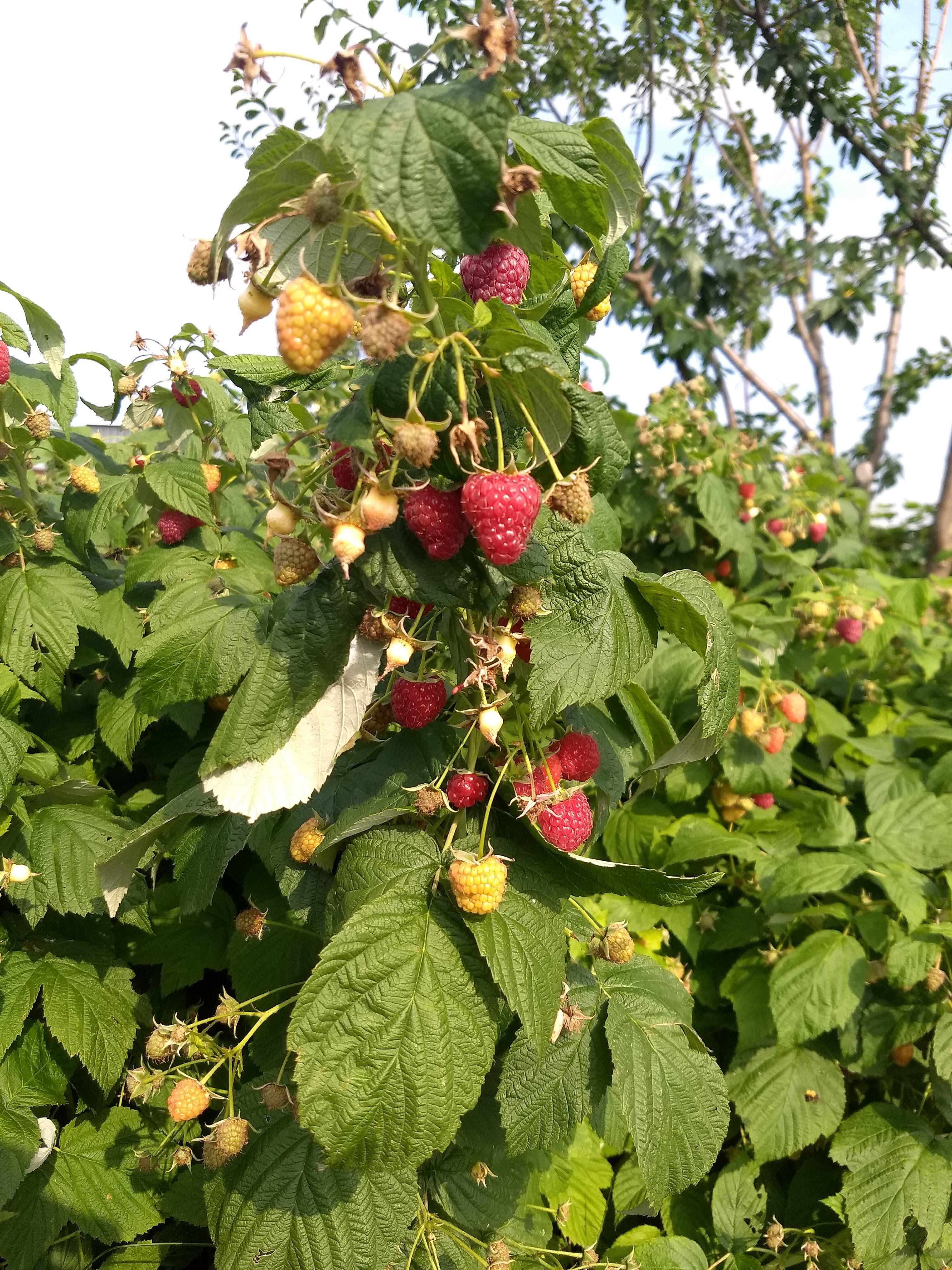 fot. 1. obfitość na malinowych krzewach